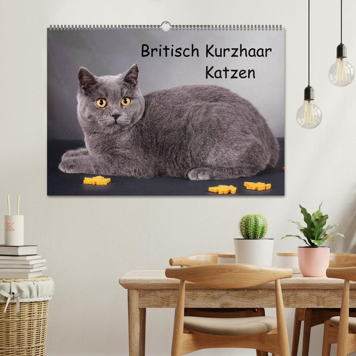 Britisch Kurzhaar Katzen (CALVENDO Wandkalender 2025)