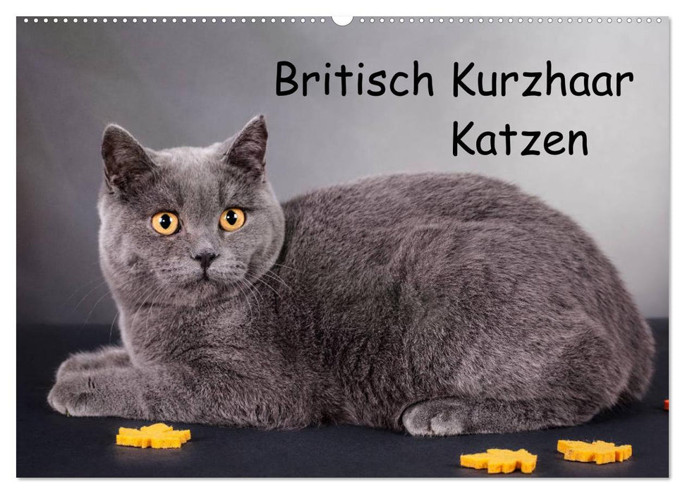 Britisch Kurzhaar Katzen (CALVENDO Wandkalender 2025)