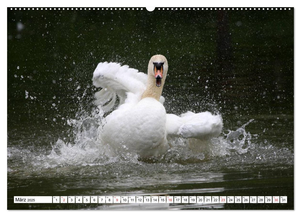 Heimische Tiere (CALVENDO Wandkalender 2025)