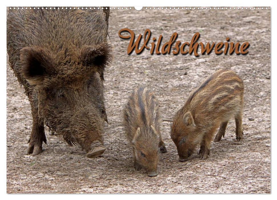 Wildschweine (CALVENDO Wandkalender 2025)