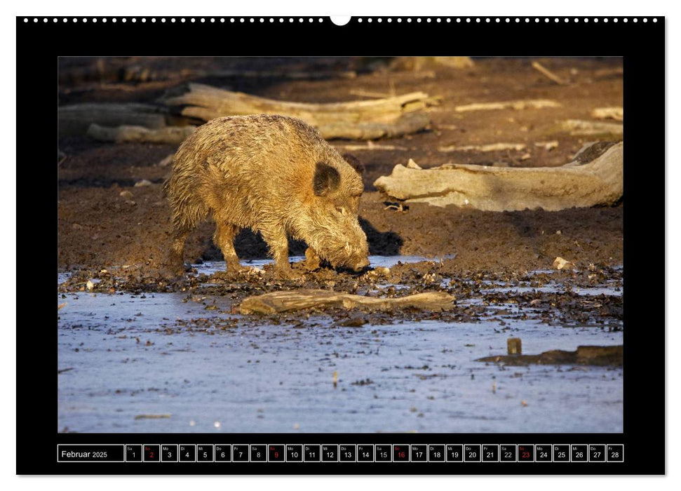 Wildschweine (CALVENDO Wandkalender 2025)