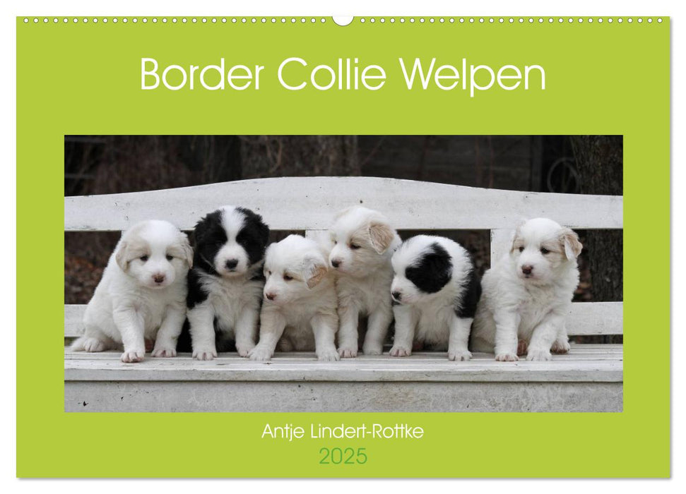 Border Collie Welpen (CALVENDO Wandkalender 2025)