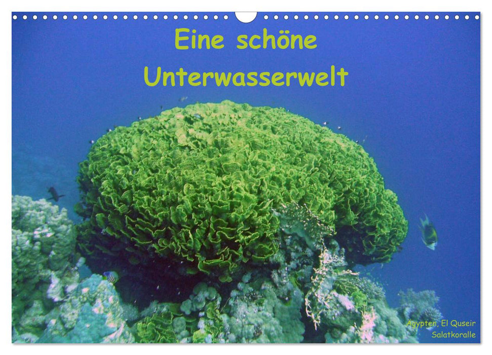 Eine schöne Unterwasserwelt (CALVENDO Wandkalender 2025)