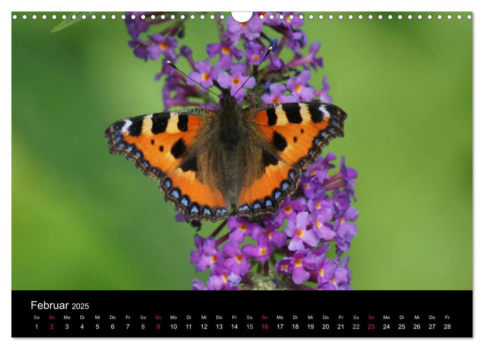 Heimische Insekten Welten (CALVENDO Wandkalender 2025)