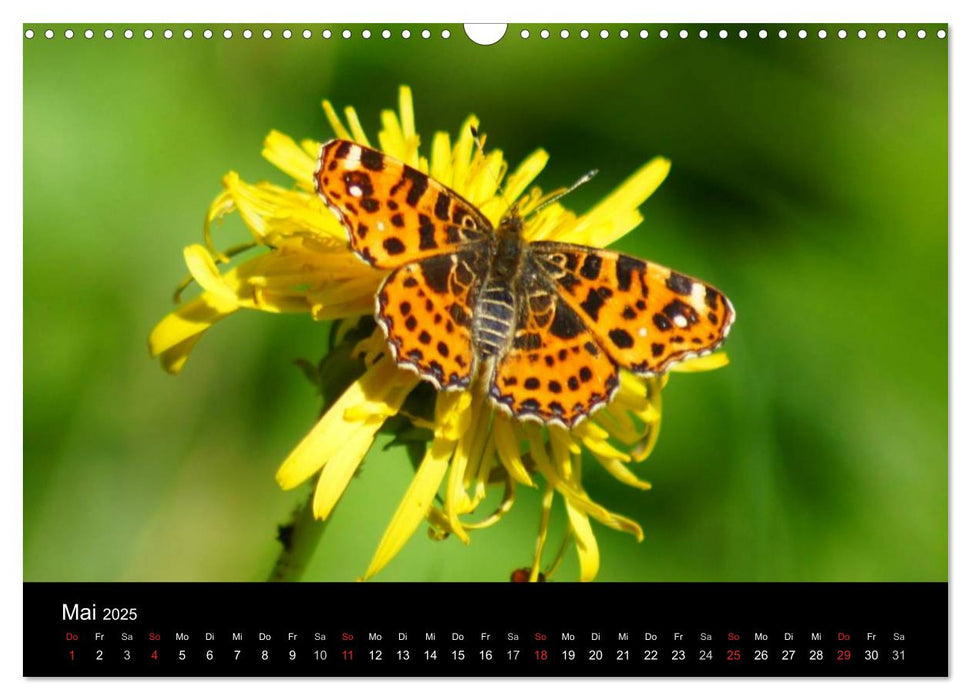 Heimische Insekten Welten (CALVENDO Wandkalender 2025)