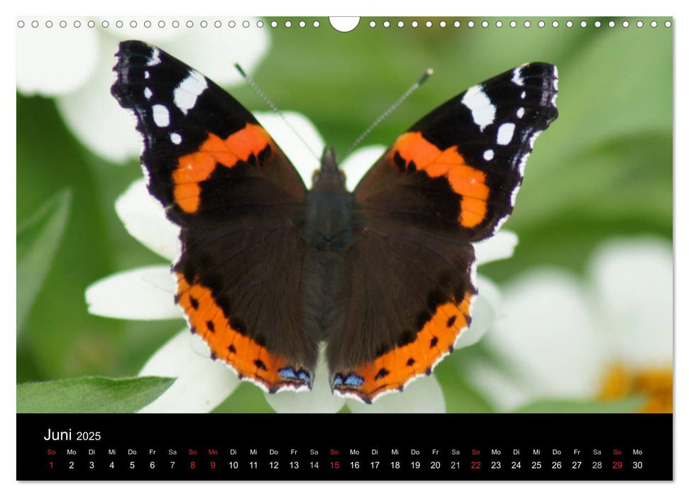 Heimische Insekten Welten (CALVENDO Wandkalender 2025)