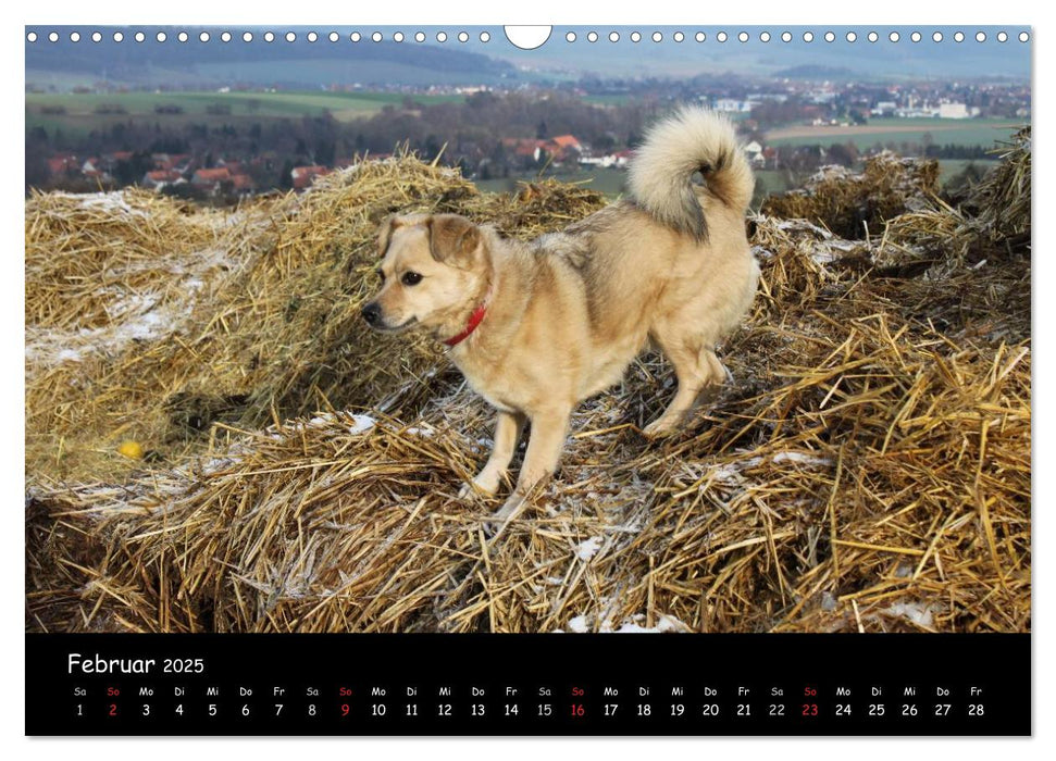 Idyllisches Landleben (CALVENDO Wandkalender 2025)