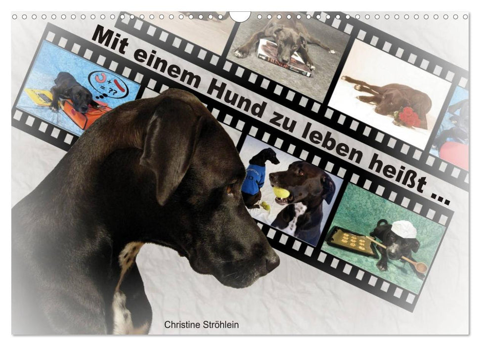 Mit einem Hund zu leben heißt ... (CALVENDO Wandkalender 2025)