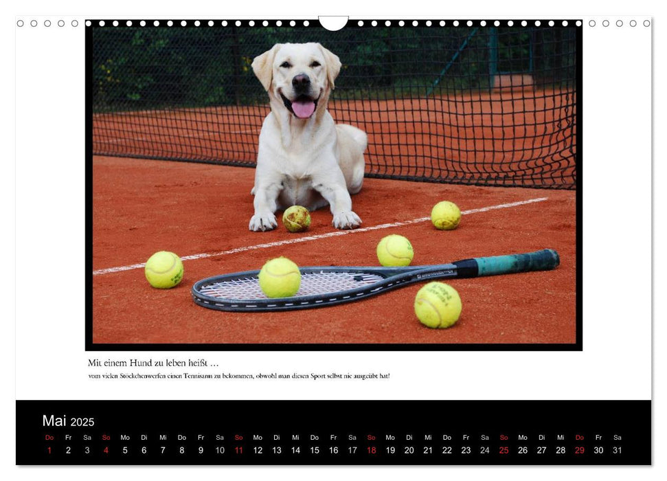 Mit einem Hund zu leben heißt ... (CALVENDO Wandkalender 2025)