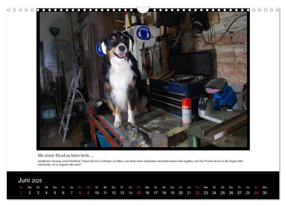 Mit einem Hund zu leben heißt ... (CALVENDO Wandkalender 2025)