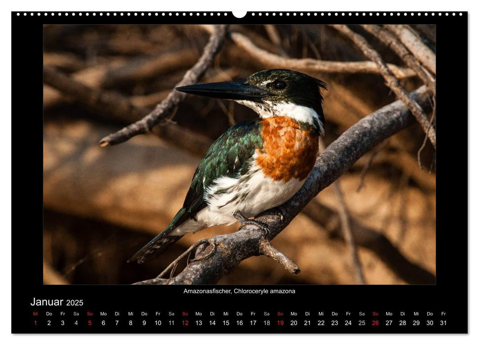 Vögel des Pantanal (CALVENDO Premium Wandkalender 2025)