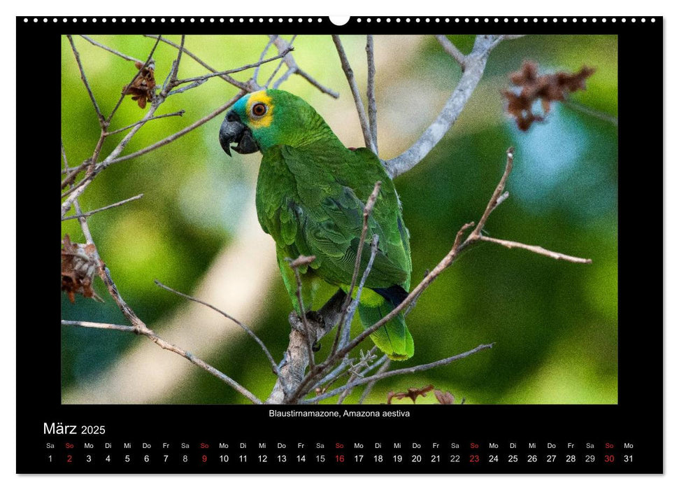 Vögel des Pantanal (CALVENDO Premium Wandkalender 2025)