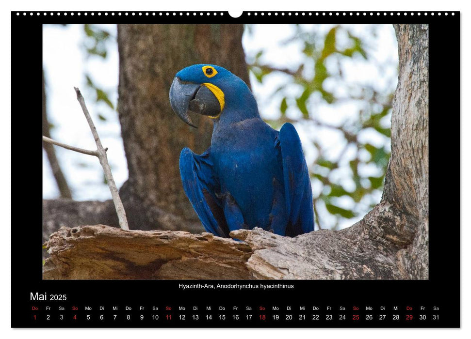 Vögel des Pantanal (CALVENDO Premium Wandkalender 2025)