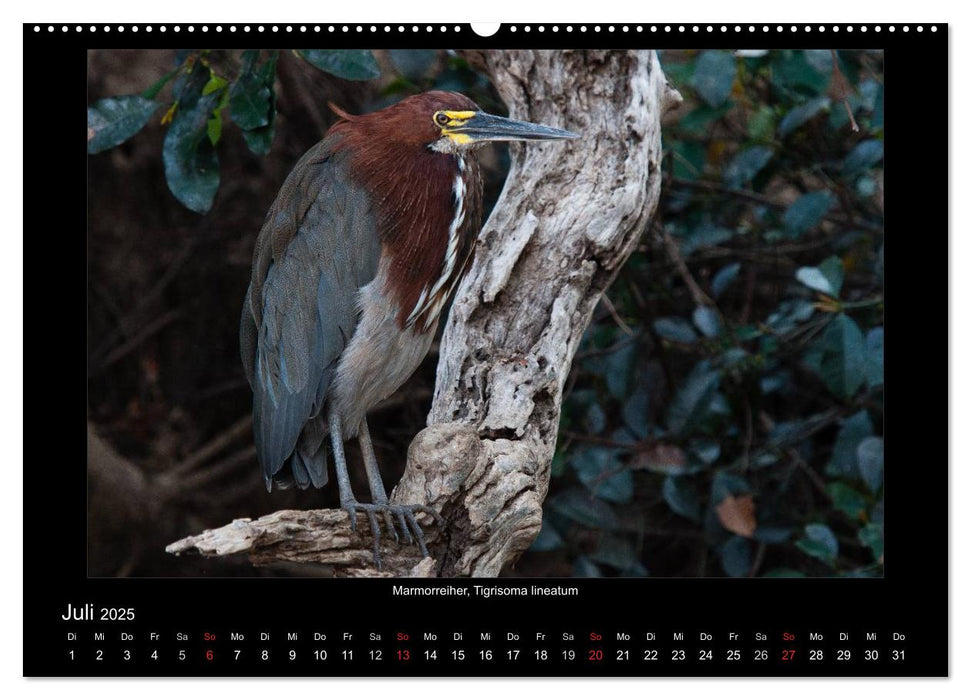 Vögel des Pantanal (CALVENDO Premium Wandkalender 2025)