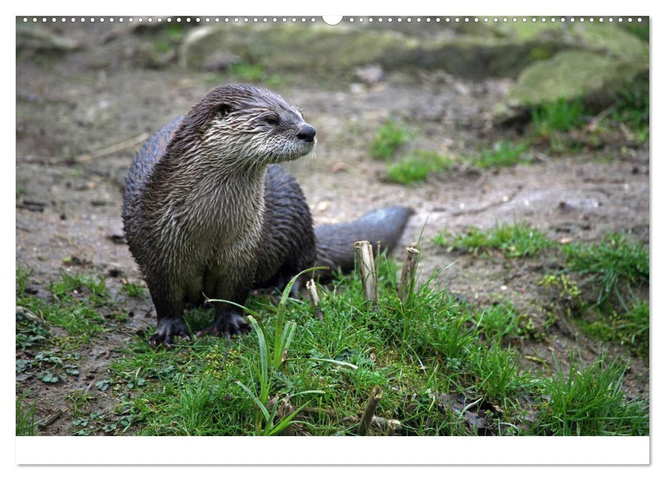 Putzige Fischjäger (CALVENDO Wandkalender 2025)