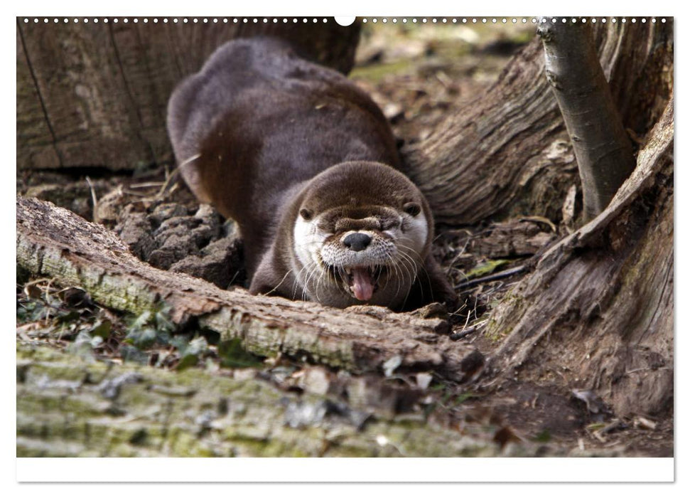 Putzige Fischjäger (CALVENDO Wandkalender 2025)