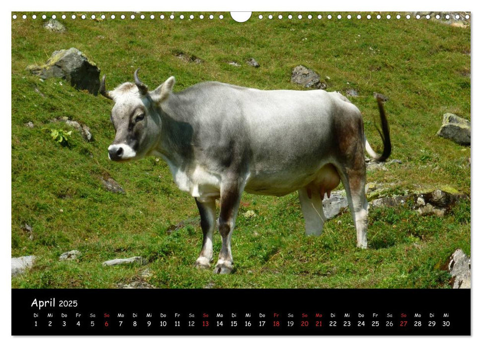 Alpenwelten (CALVENDO Wandkalender 2025)