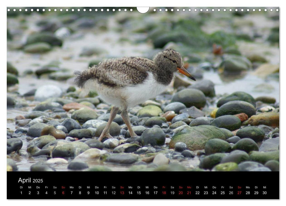 Hochseeeinsel Helgoland (CALVENDO Wandkalender 2025)