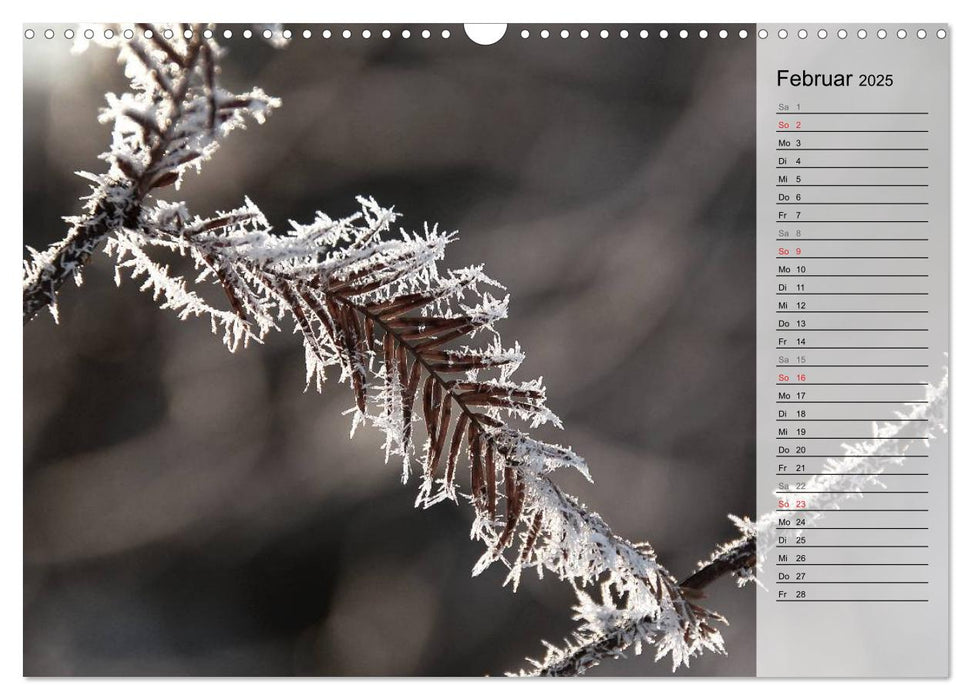 Pflanzenträume / Geburtstagskalender (CALVENDO Wandkalender 2025)