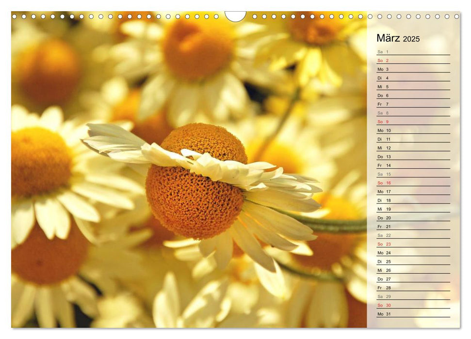 Pflanzenträume / Geburtstagskalender (CALVENDO Wandkalender 2025)
