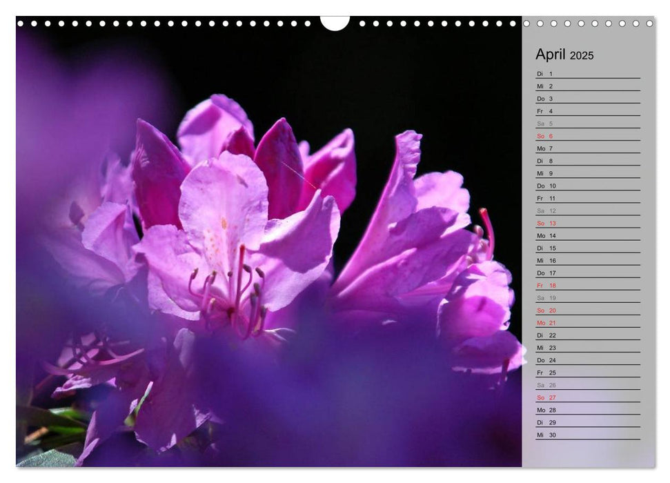 Pflanzenträume / Geburtstagskalender (CALVENDO Wandkalender 2025)