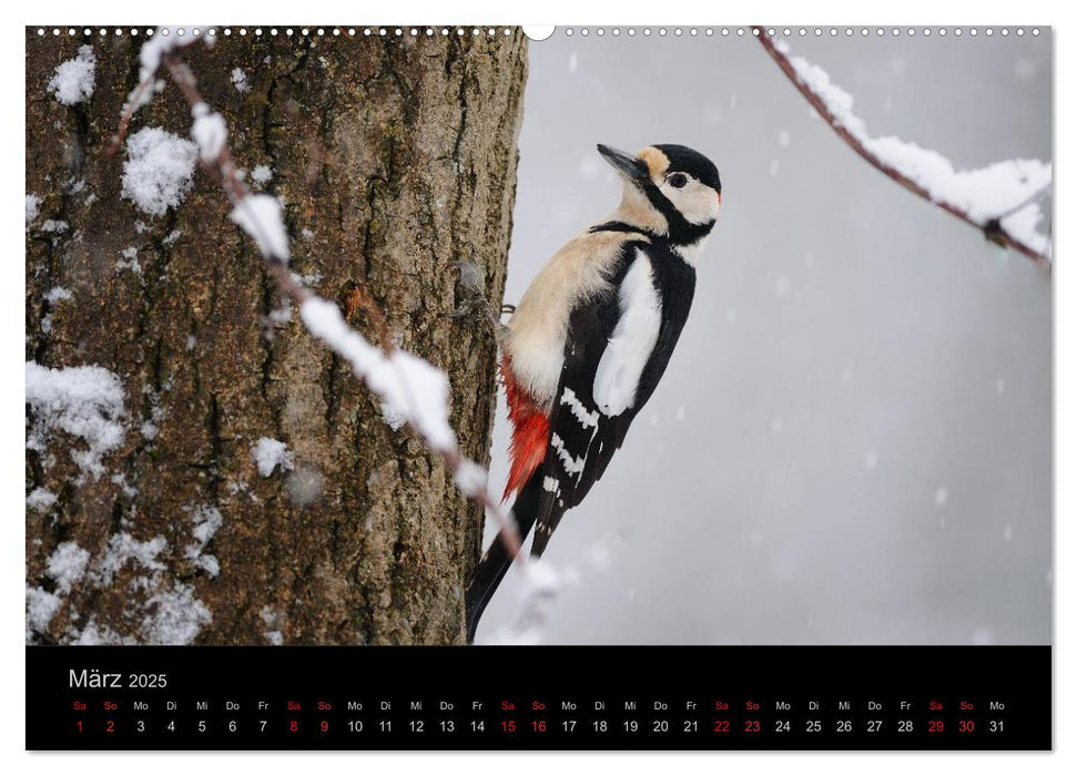 Vögel Stars vor der Kamera (CALVENDO Premium Wandkalender 2025)