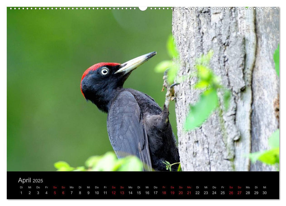 Vögel Stars vor der Kamera (CALVENDO Premium Wandkalender 2025)