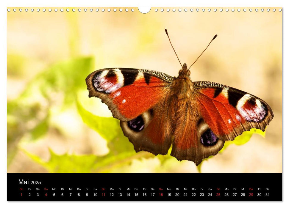 Heimische Schmetterlinge (CALVENDO Wandkalender 2025)