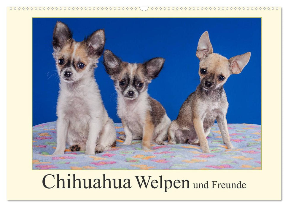 Chihuahua Welpen und Freunde (CALVENDO Wandkalender 2025)