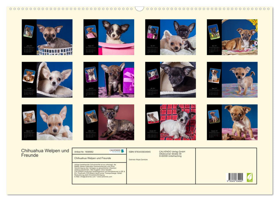 Chihuahua Welpen und Freunde (CALVENDO Wandkalender 2025)