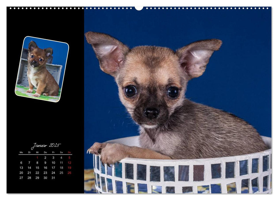 Chihuahua Welpen und Freunde (CALVENDO Wandkalender 2025)