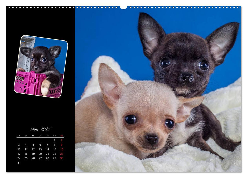 Chihuahua Welpen und Freunde (CALVENDO Wandkalender 2025)