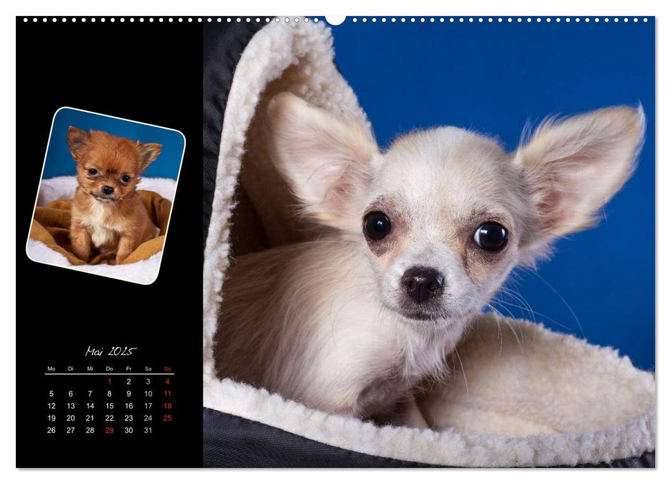 Chihuahua Welpen und Freunde (CALVENDO Wandkalender 2025)