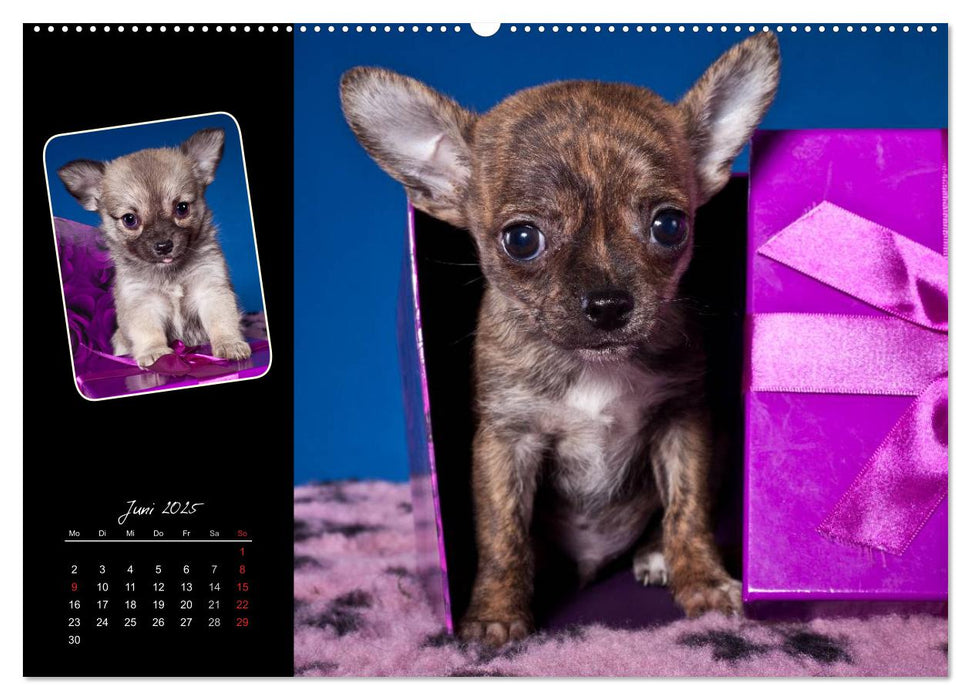 Chihuahua Welpen und Freunde (CALVENDO Wandkalender 2025)