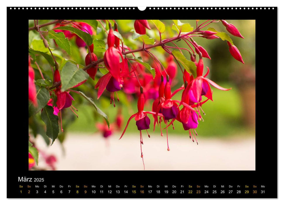 Blumen (CALVENDO Premium Wandkalender 2025)