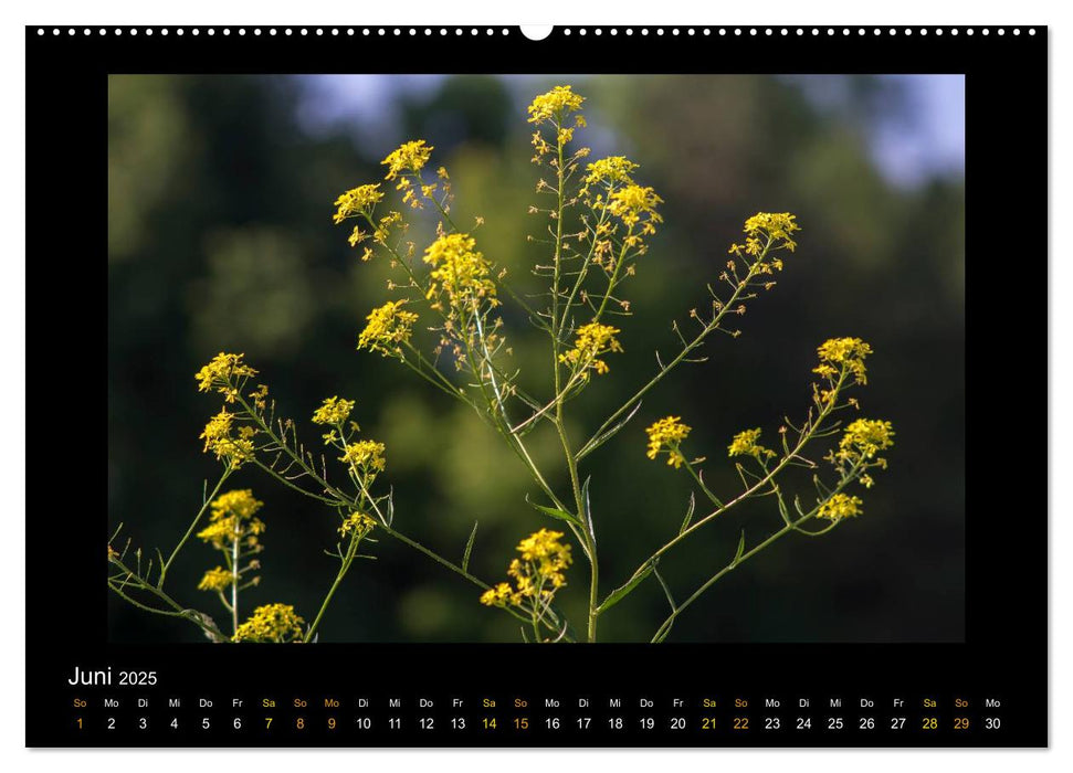 Blumen (CALVENDO Premium Wandkalender 2025)