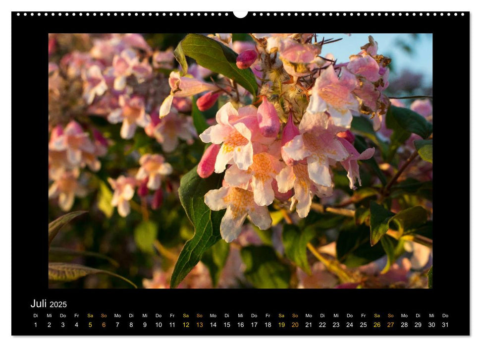 Blumen (CALVENDO Premium Wandkalender 2025)