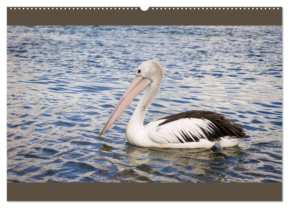 Australiens Tierwelt - Auge in Auge (CALVENDO Premium Wandkalender 2025)