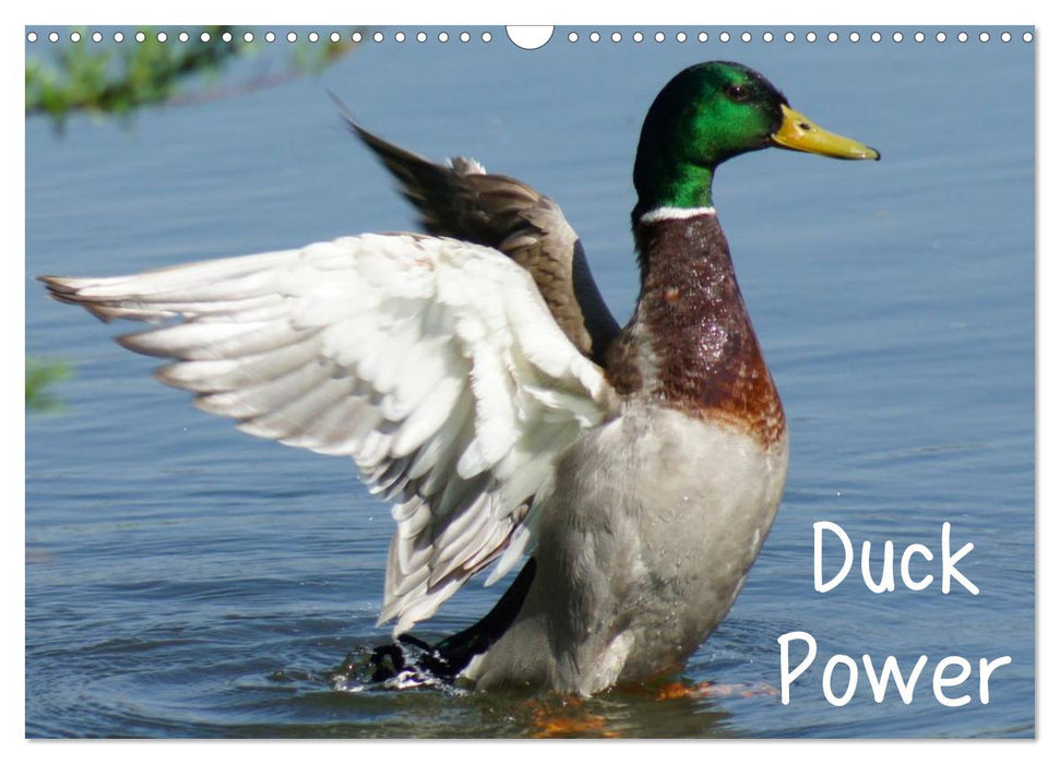Duck Power (CALVENDO Wandkalender 2025)