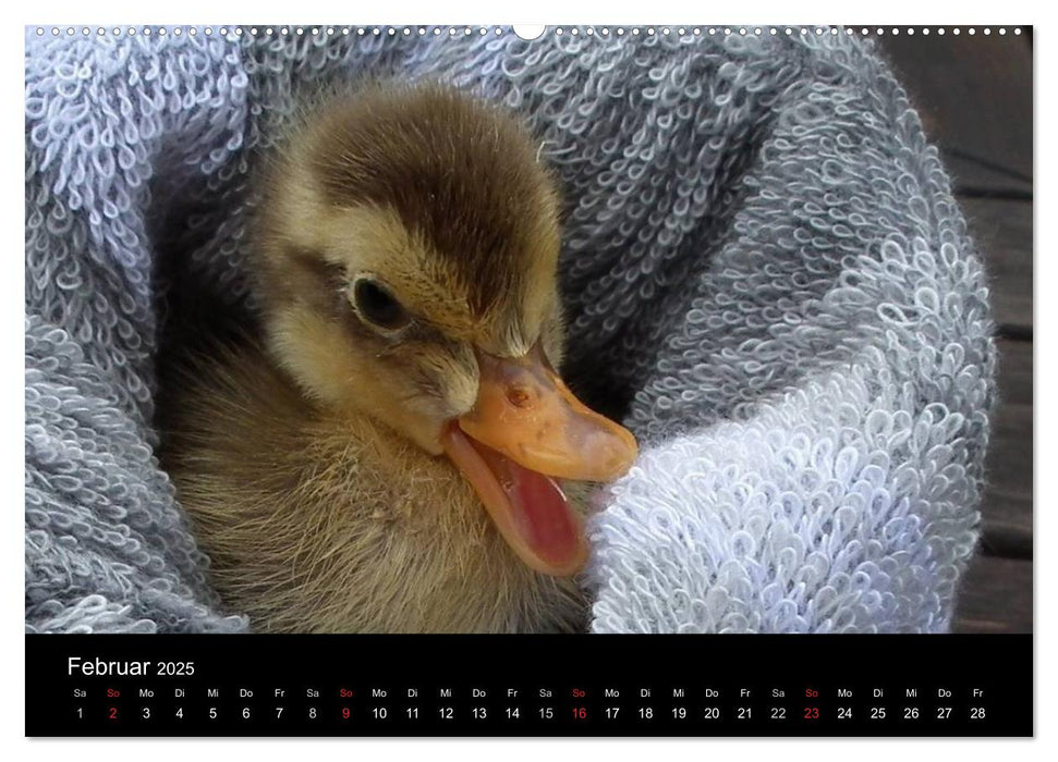 Laufentenküken - Sunny (CALVENDO Wandkalender 2025)