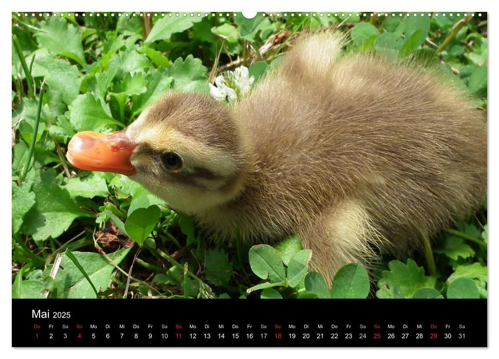 Laufentenküken - Sunny (CALVENDO Wandkalender 2025)