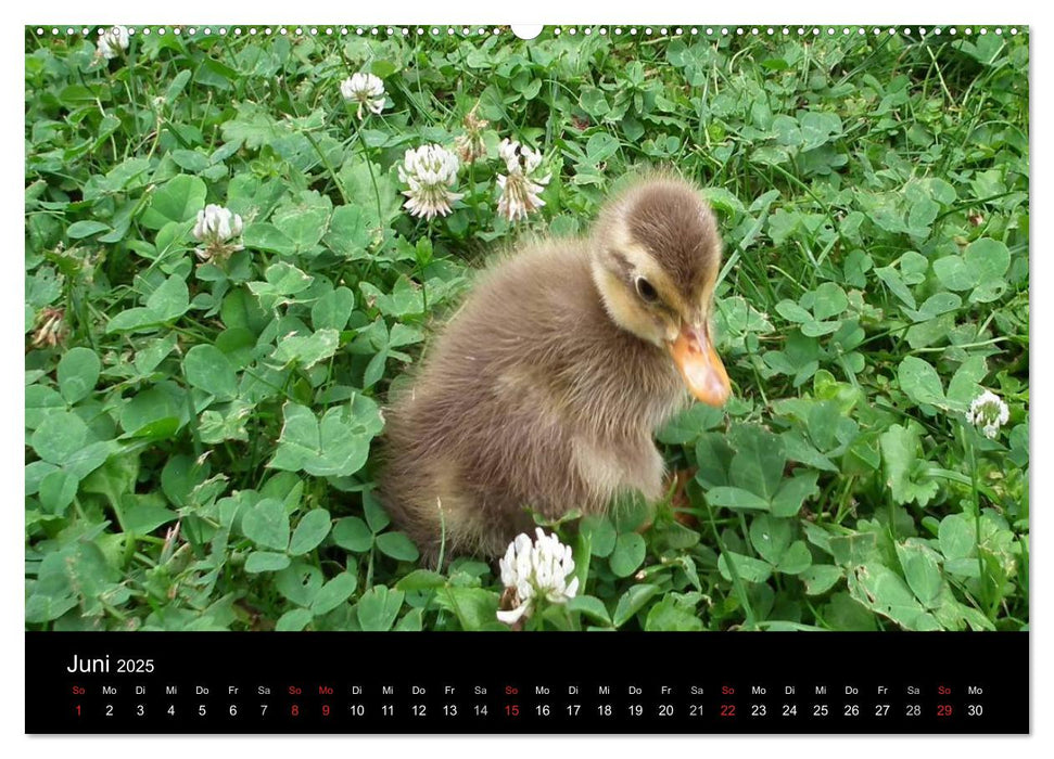 Laufentenküken - Sunny (CALVENDO Wandkalender 2025)