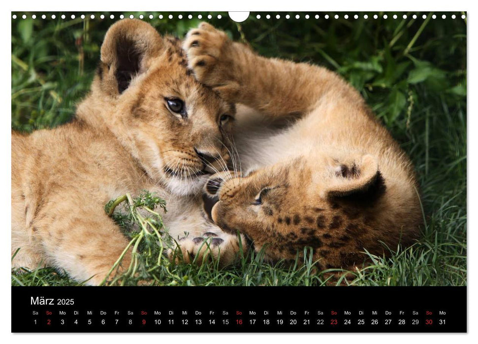 Zoo-Kinder (CALVENDO Wandkalender 2025)