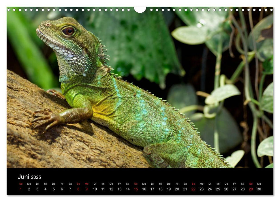 Reptilien & Co. (CALVENDO Wandkalender 2025)