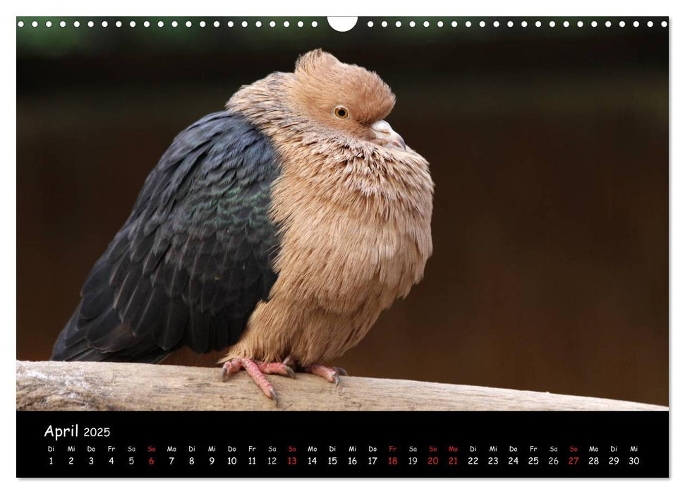 Ziervögel (CALVENDO Wandkalender 2025)