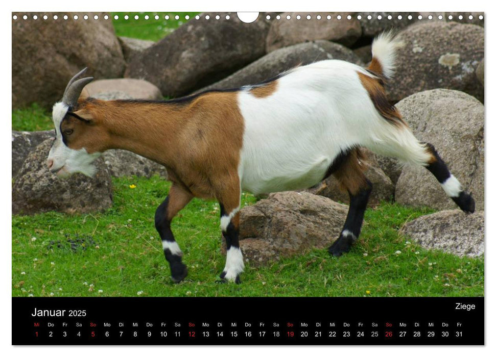 Tiere auf dem Bauernhof (CALVENDO Wandkalender 2025)