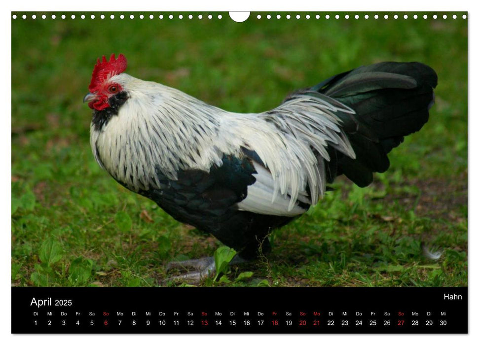 Tiere auf dem Bauernhof (CALVENDO Wandkalender 2025)