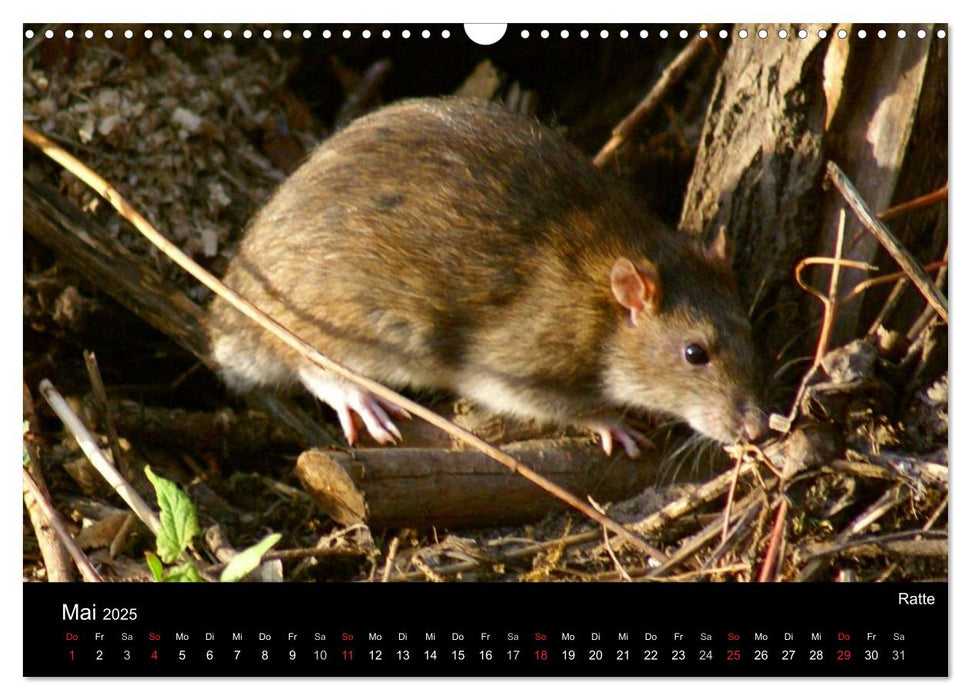 Tiere auf dem Bauernhof (CALVENDO Wandkalender 2025)