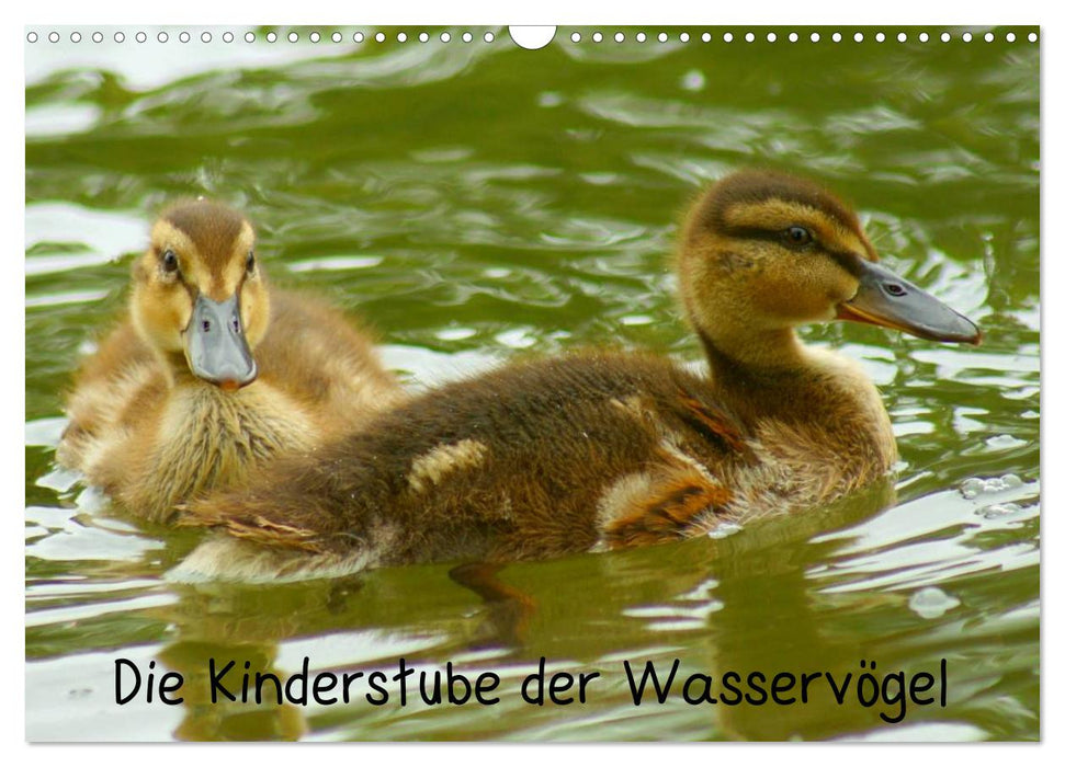 Die Kinderstube der Wasservögel (CALVENDO Wandkalender 2025)