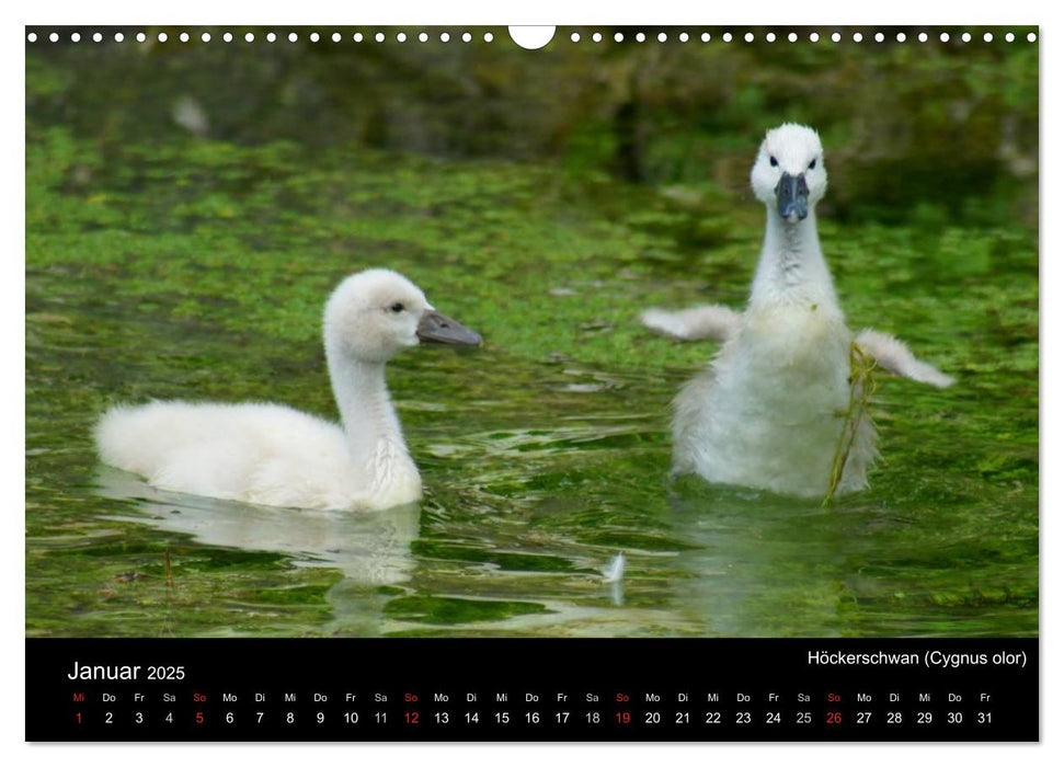 Die Kinderstube der Wasservögel (CALVENDO Wandkalender 2025)